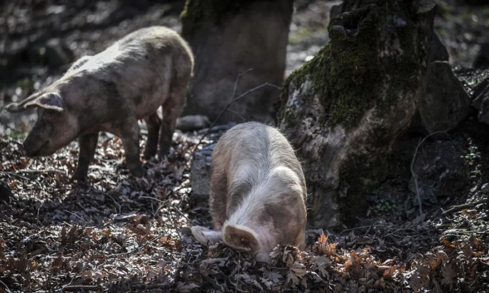 Στέλεχος της γρίπης των χοίρων μπορεί να προκαλέσει νέα πανδημία